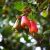 Cashews with Mountain Herbs (BIO KNOSPE)- 120g Picture No 3